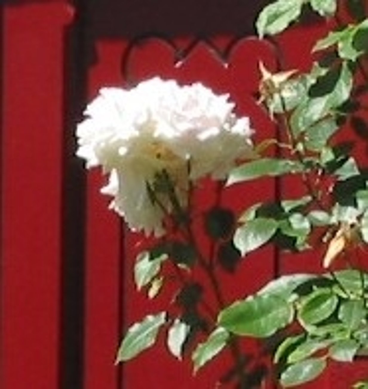 Weiße Rose