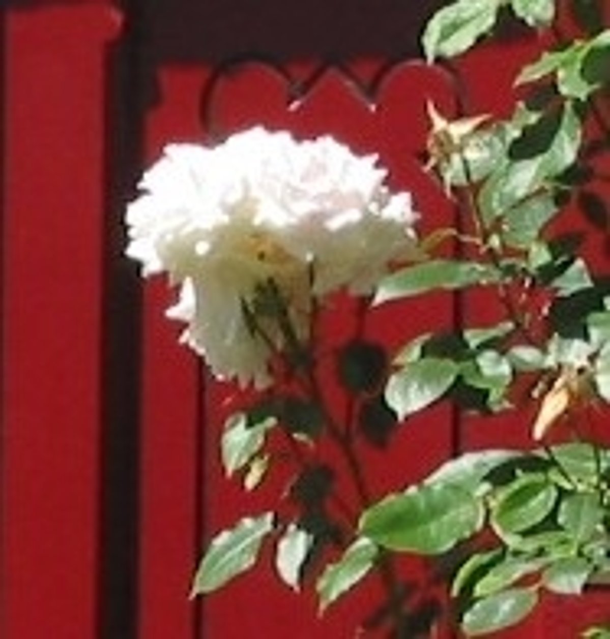 Weiße Rose Weiße Rose